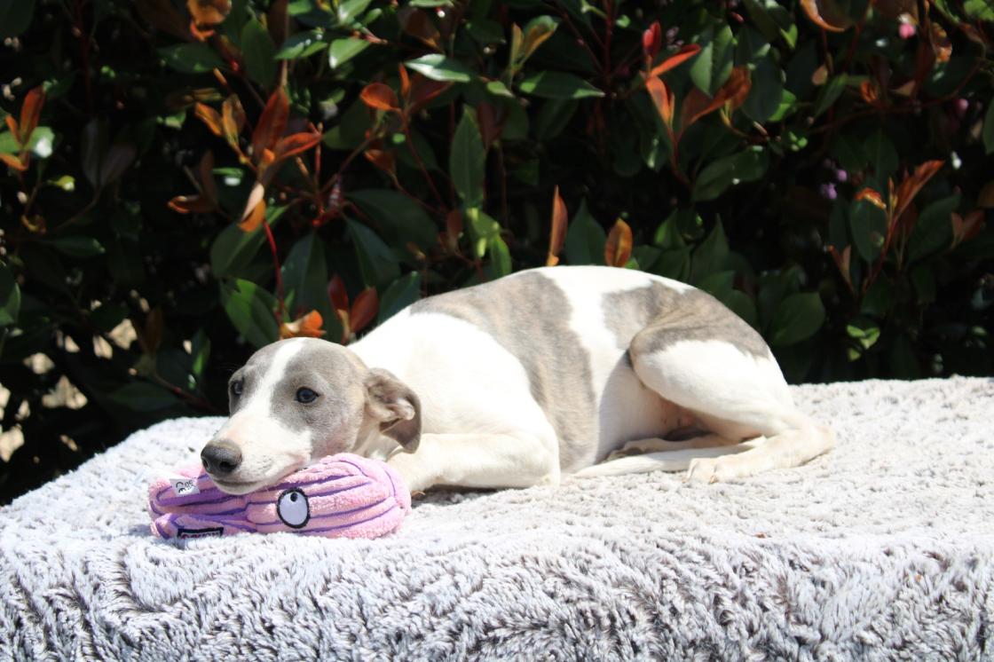 chiot disponible