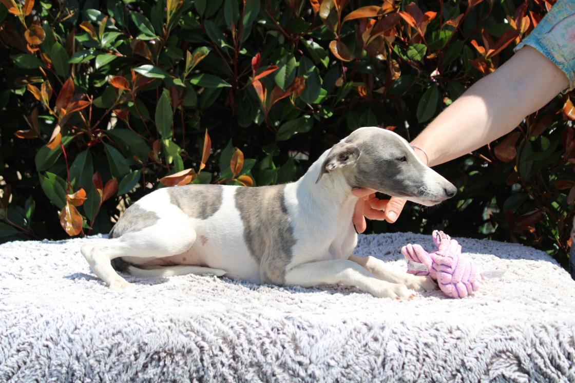 chiot disponible