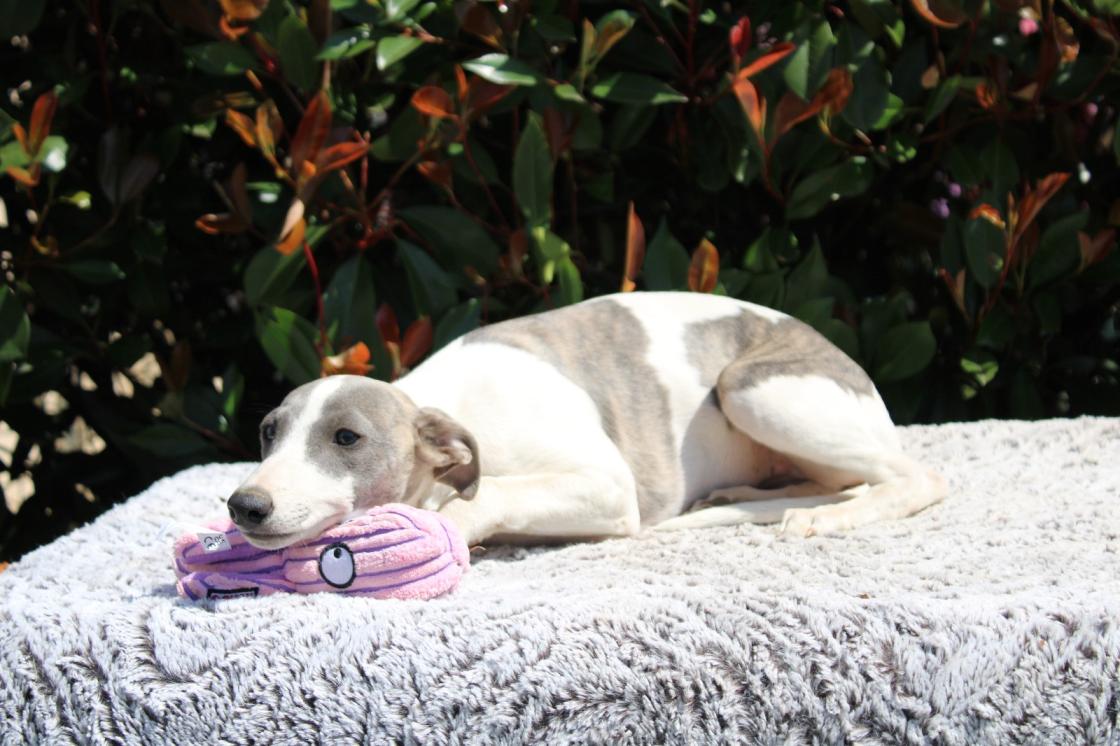 chiot disponible