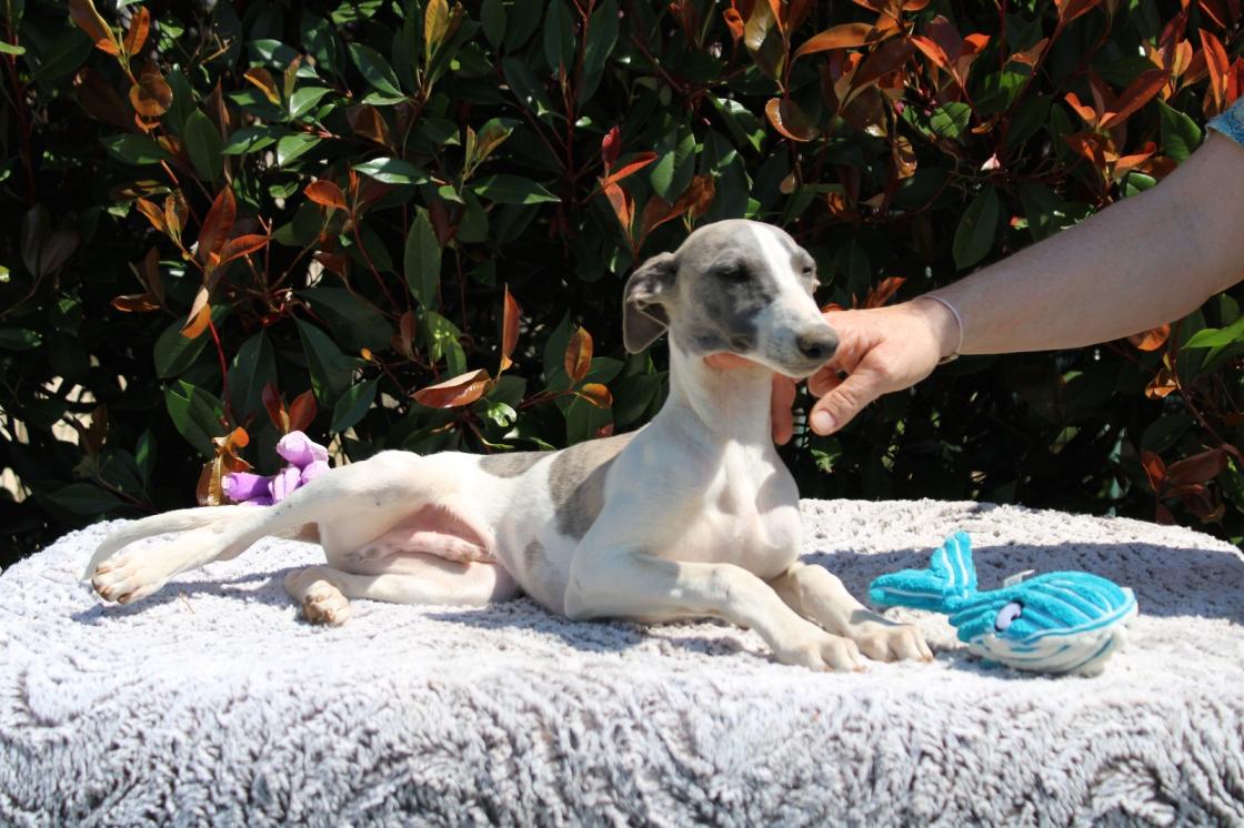 Chiot Whippet Disponible