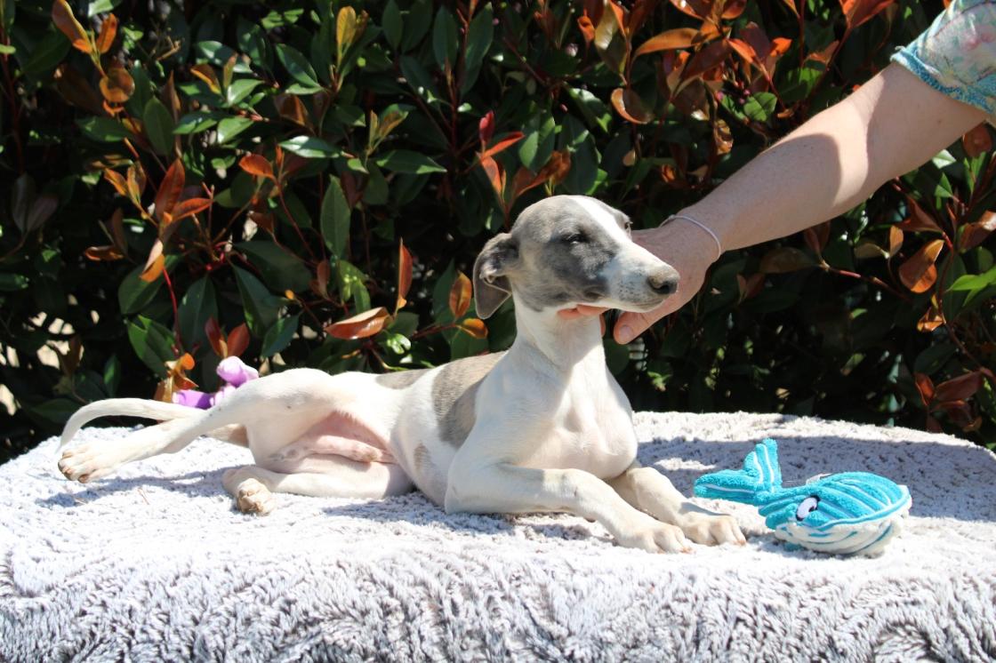 chiot disponible
