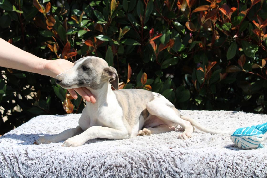 chiot disponible