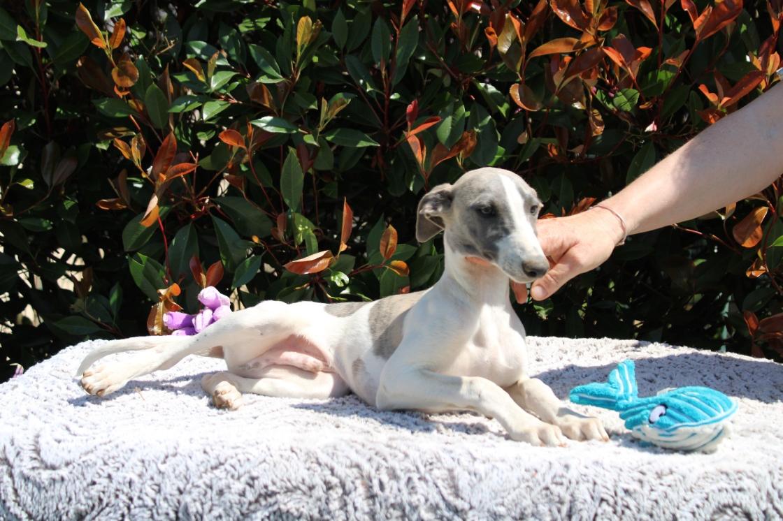 chiot disponible