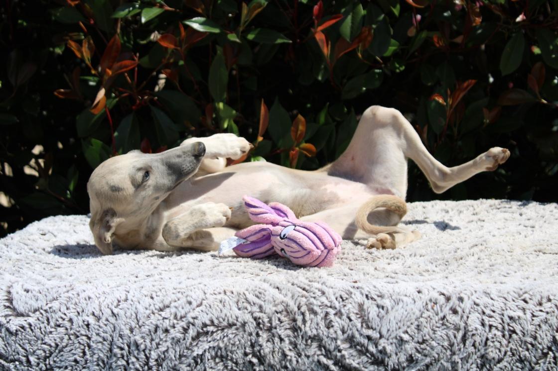 Chiot Whippet Disponible