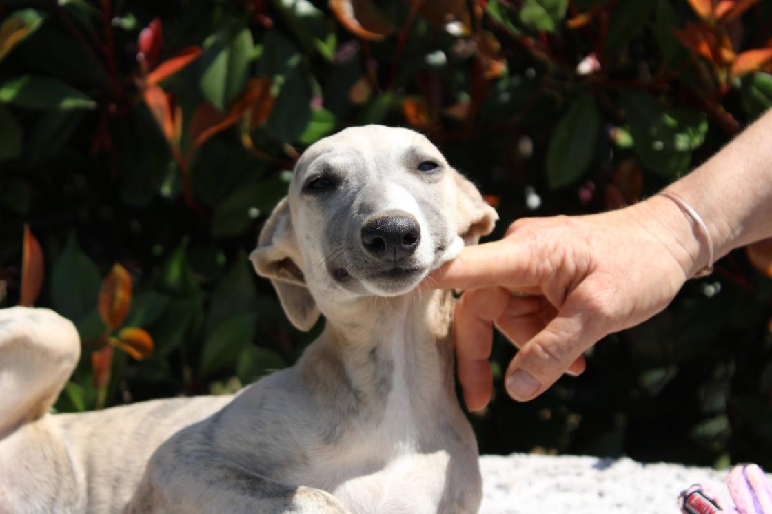 chiot disponible