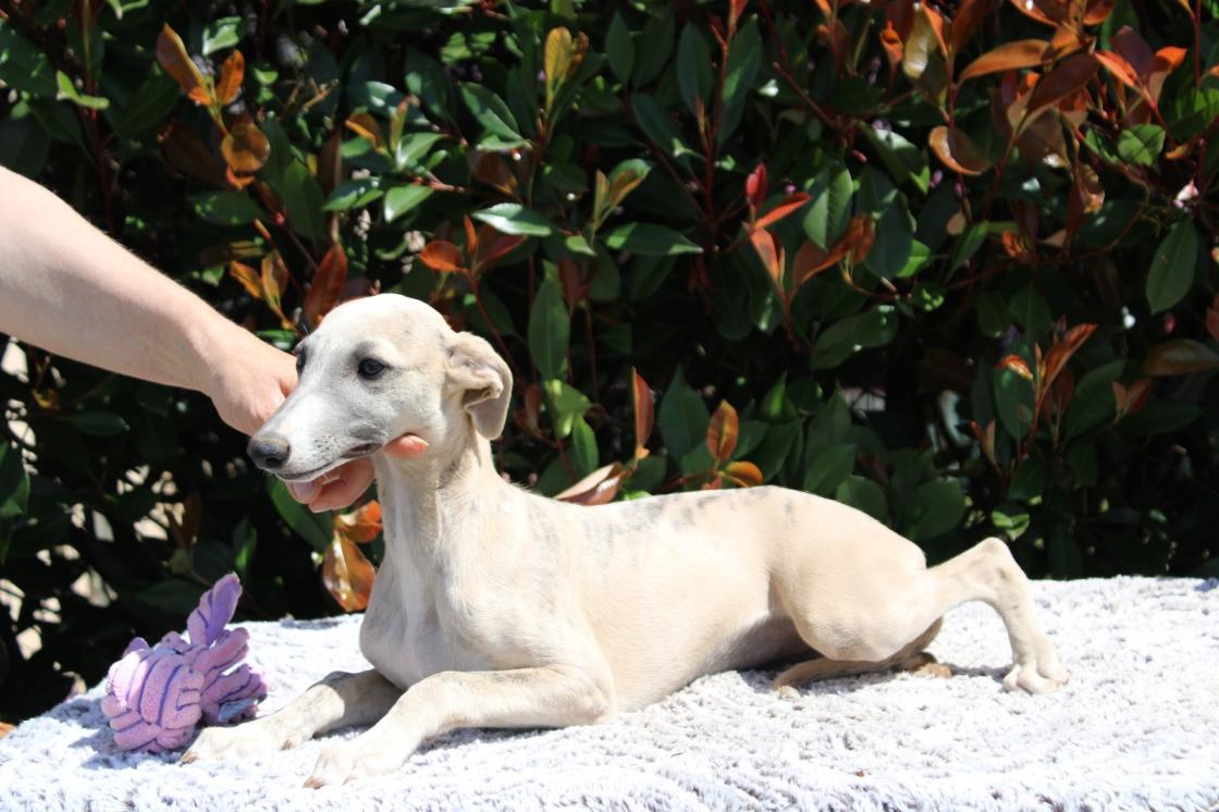 chiot disponible
