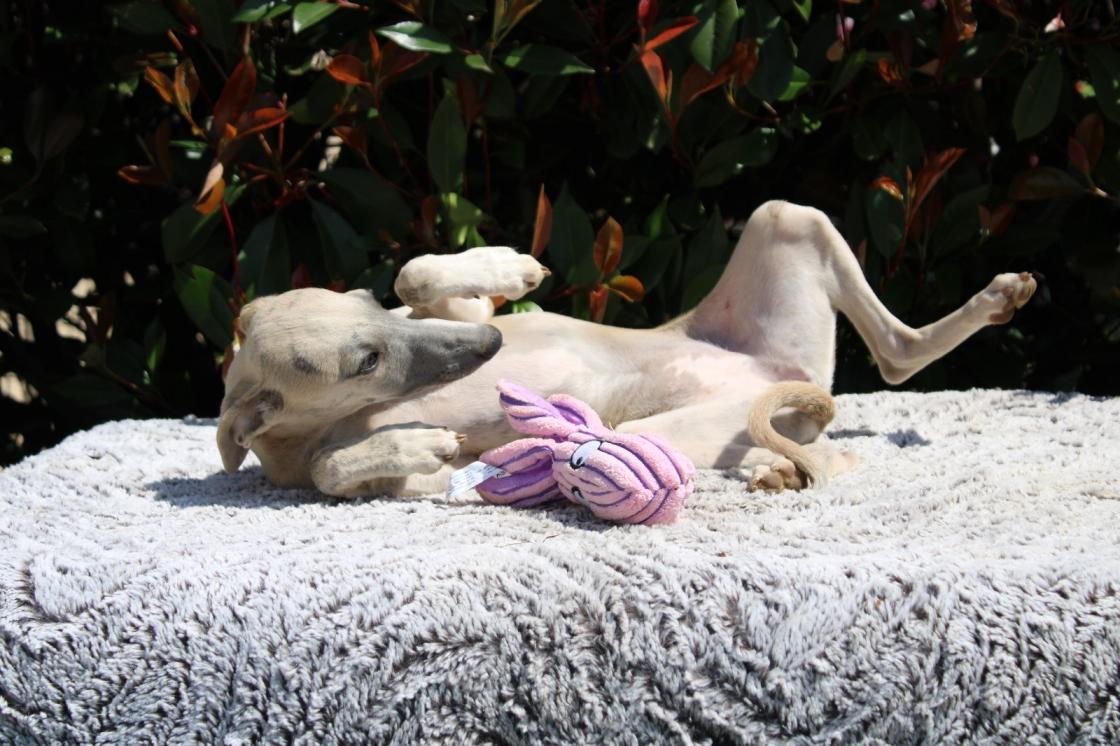 chiot disponible