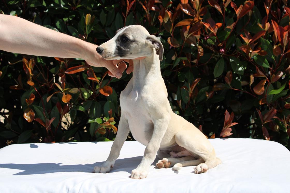chiot disponible