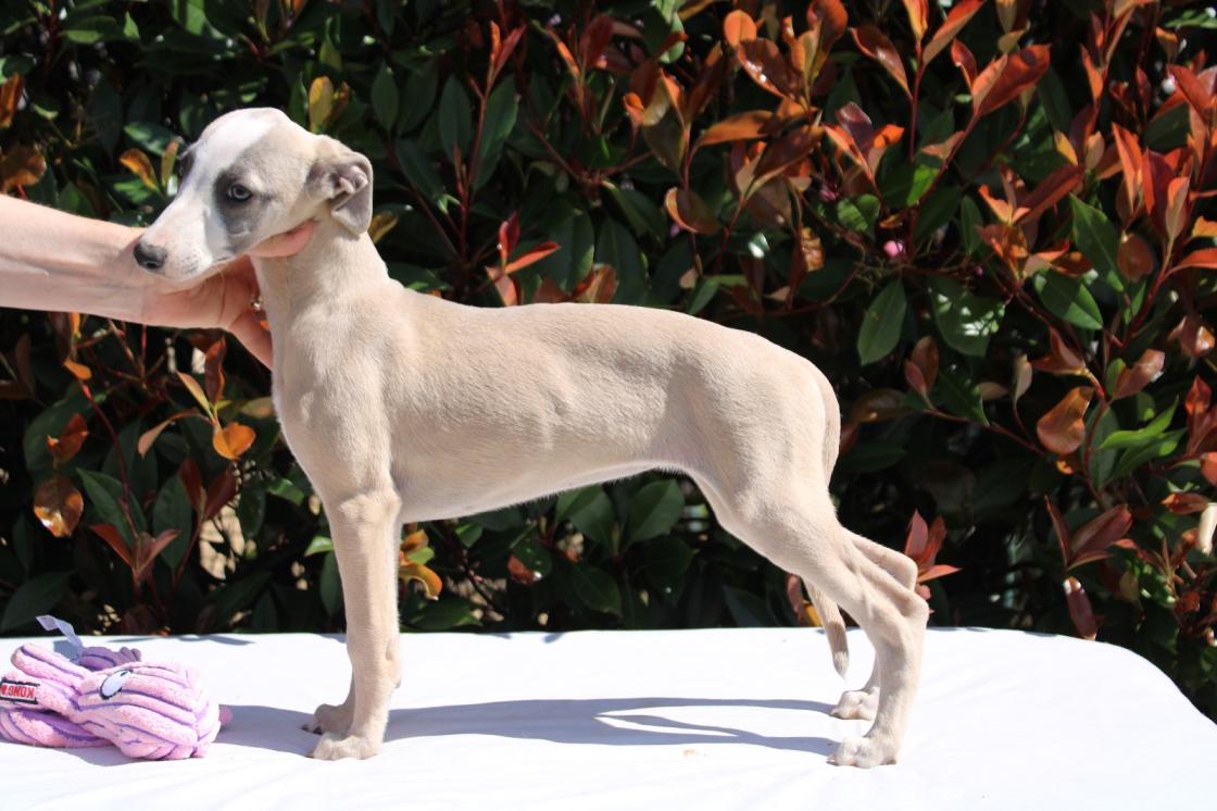chiot disponible