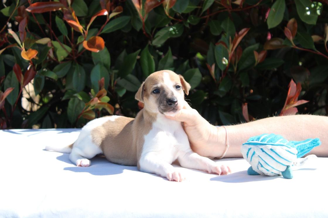 chiot disponible
