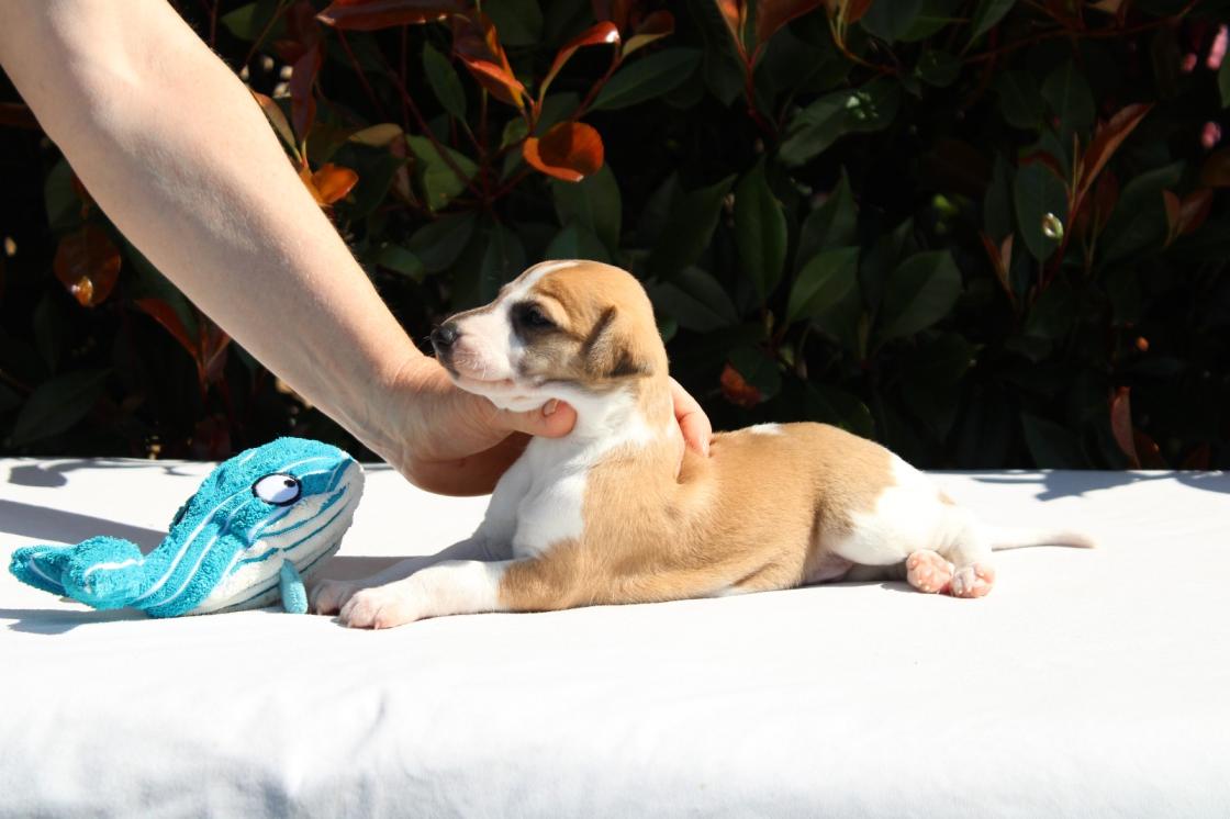 chiot disponible