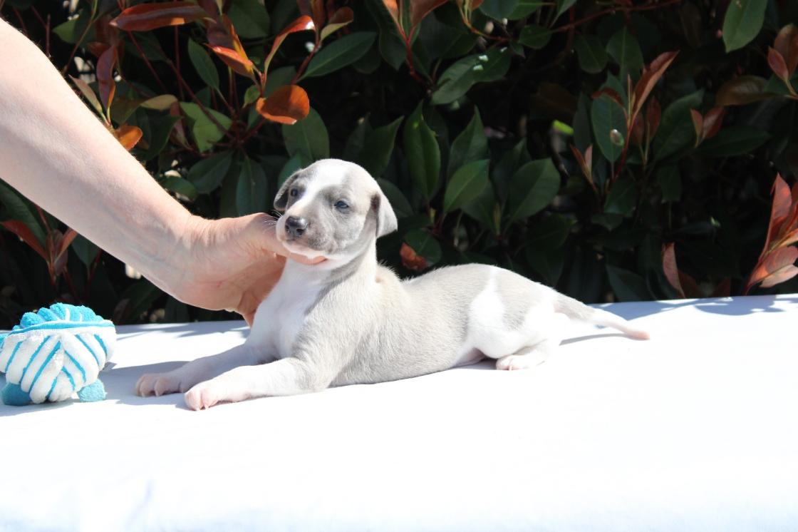 chiot disponible