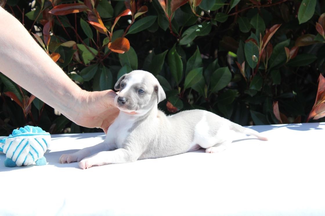 chiot disponible