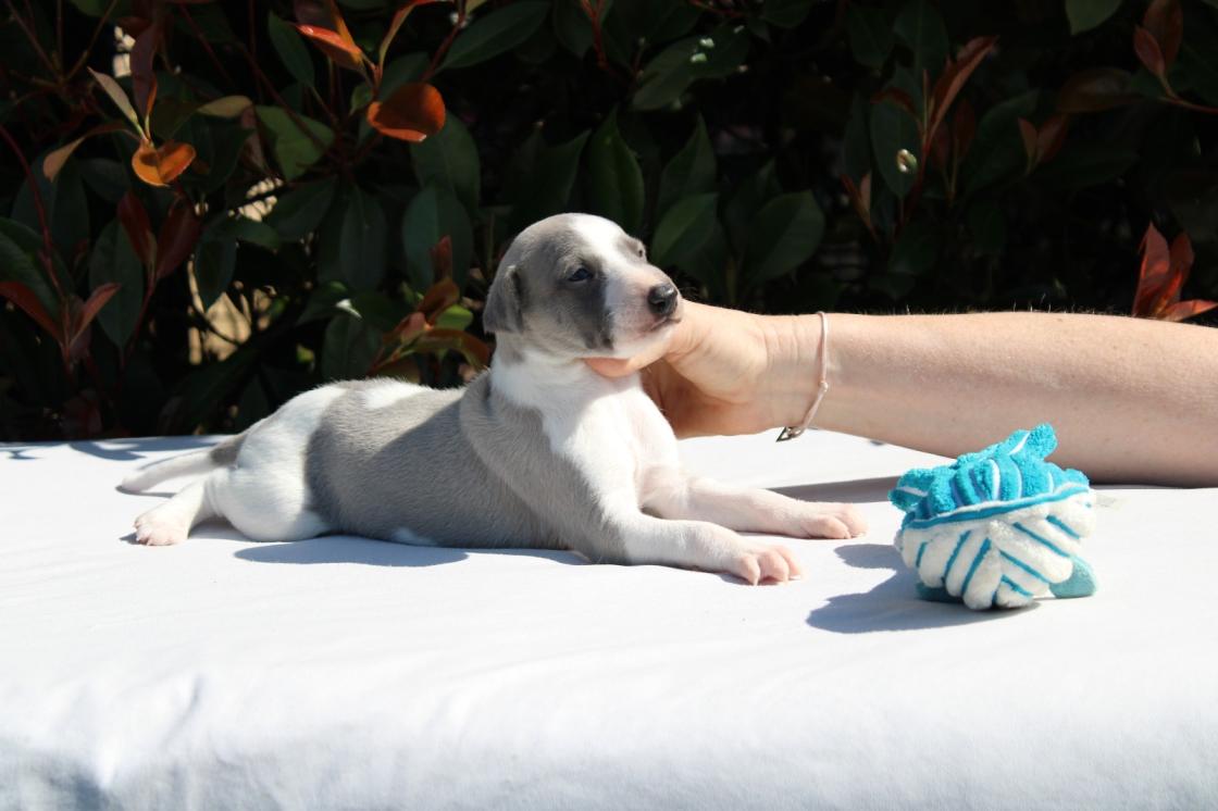 chiot disponible