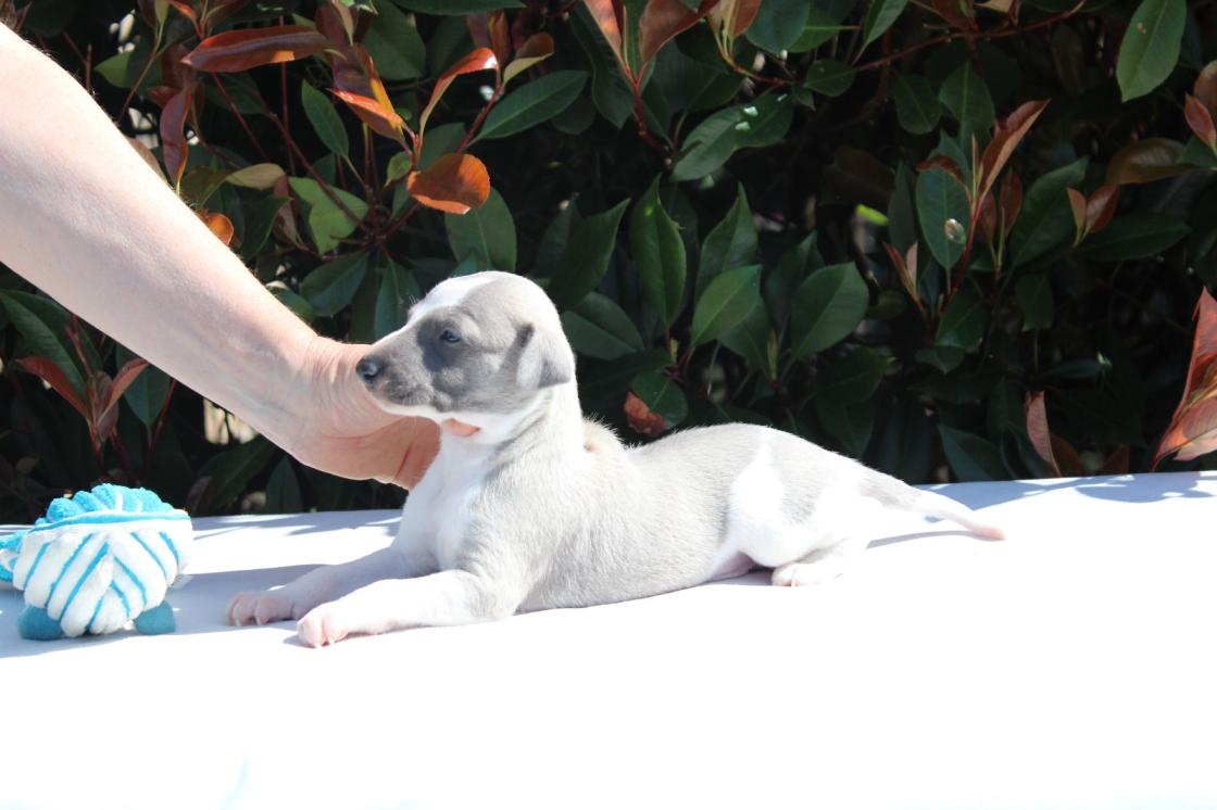 chiot disponible