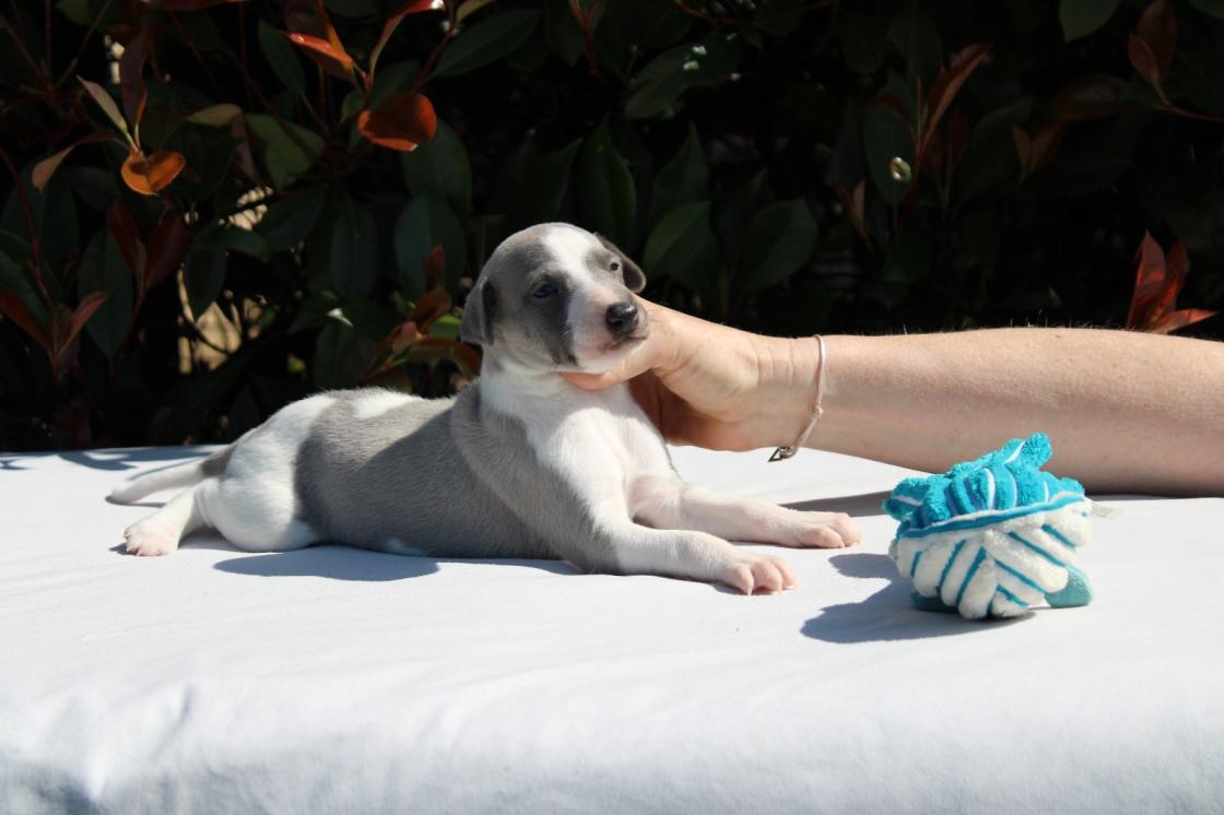 chiot disponible