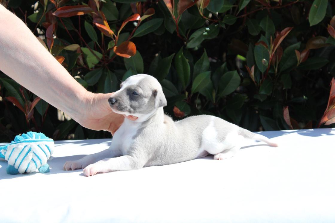 Chiot Whippet Disponible