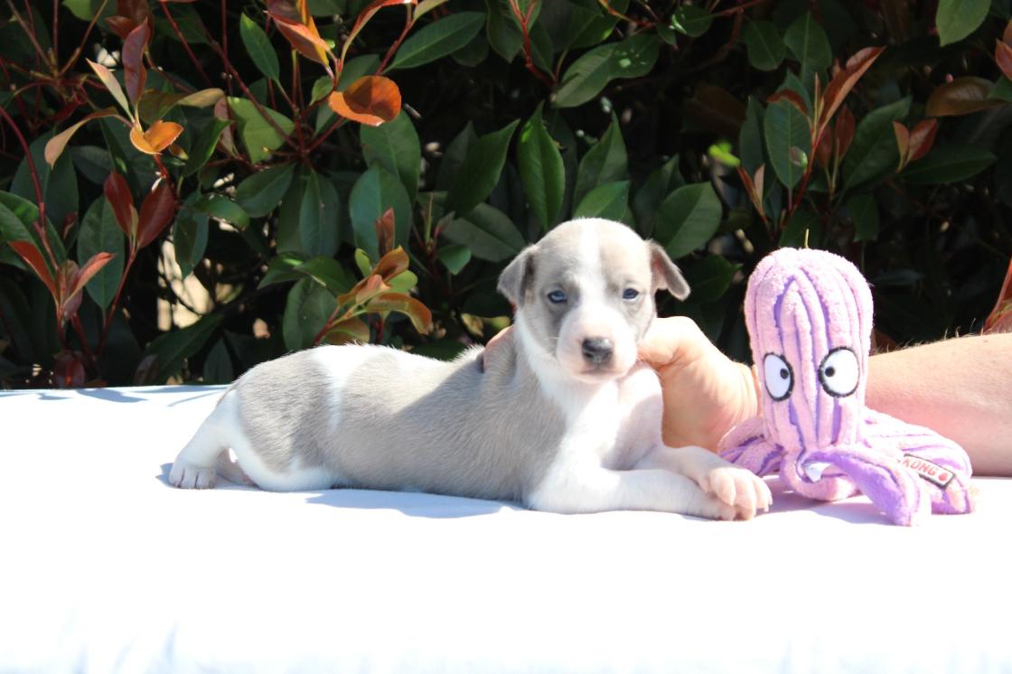 chiot disponible