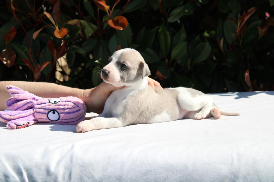 chiot disponible