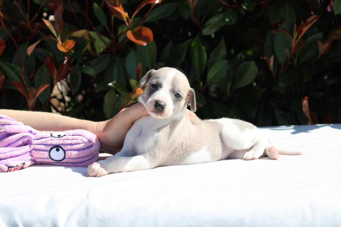 chiot disponible