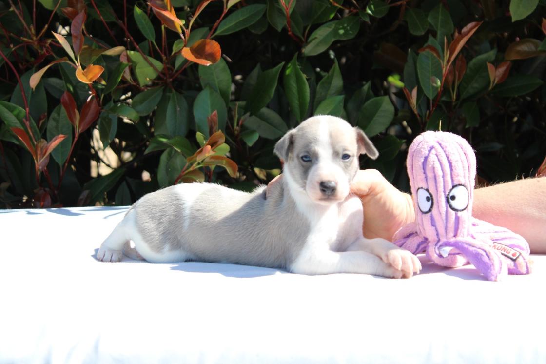 chiot disponible