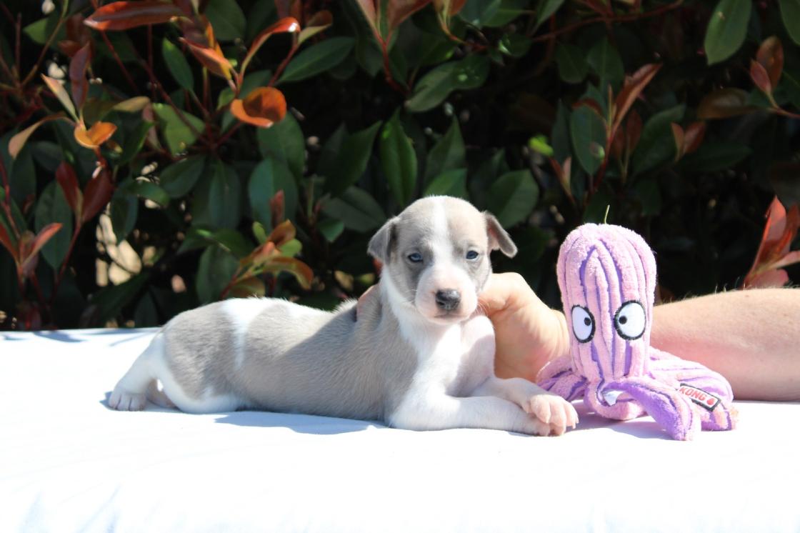 chiot disponible