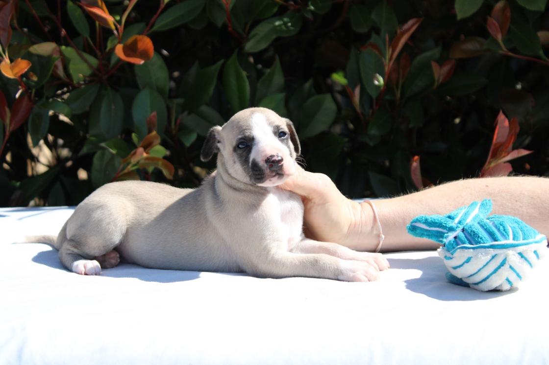chiot disponible