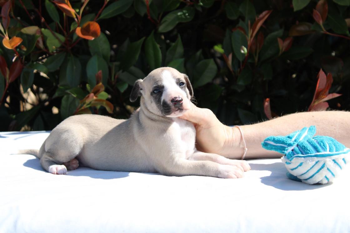 chiot disponible