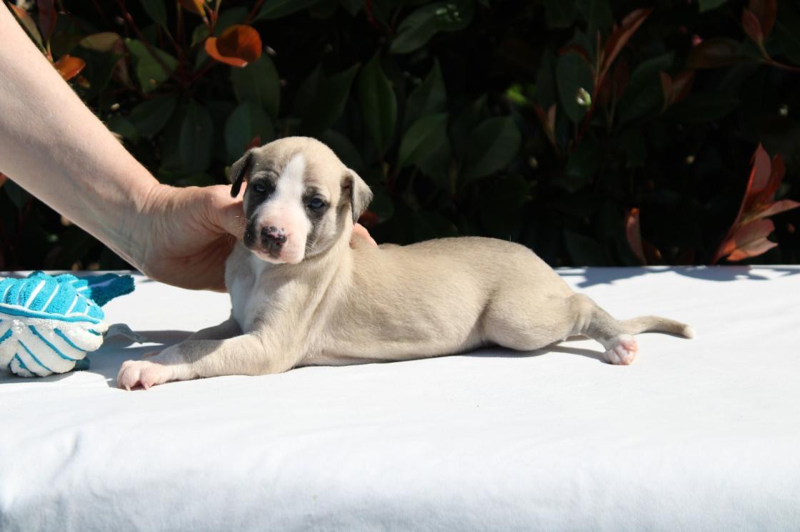 chiot disponible