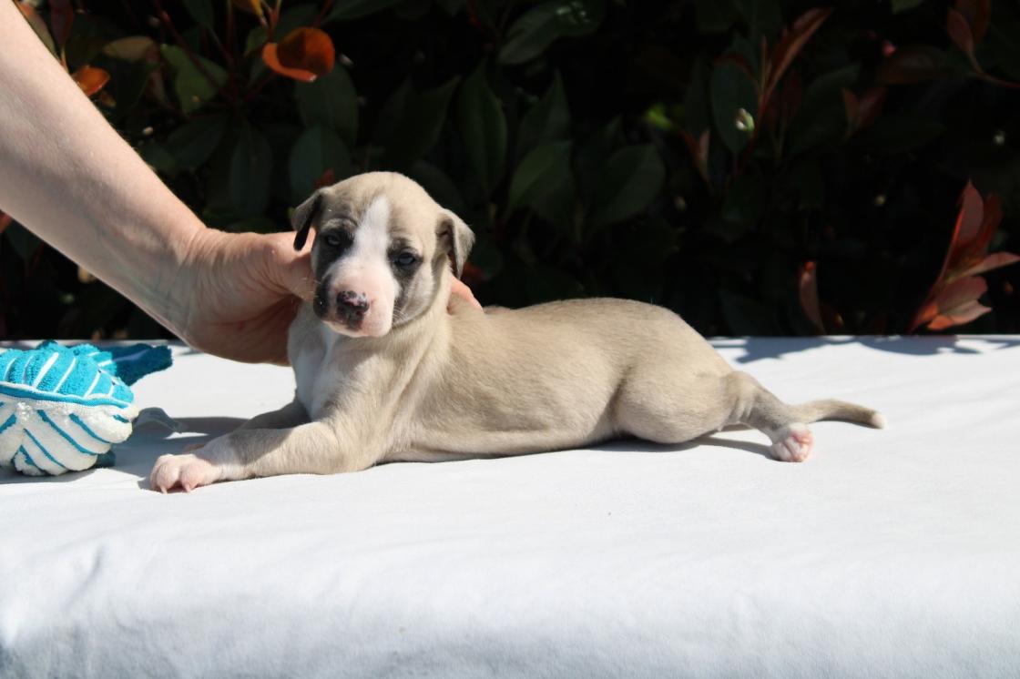 chiot disponible