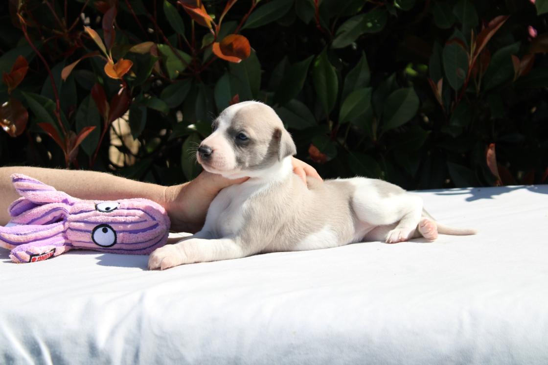 Chiot Whippet Disponible