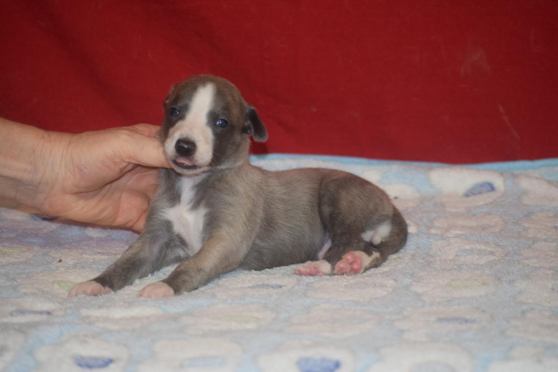 chiot disponible