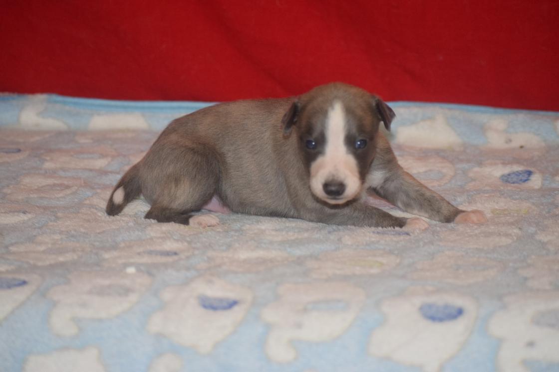 chiot disponible