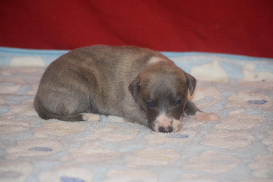 chiot disponible