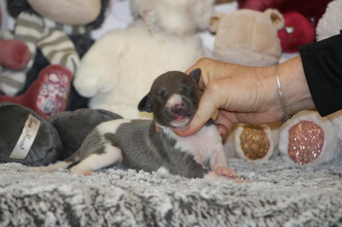 Chiot Whippet Disponible