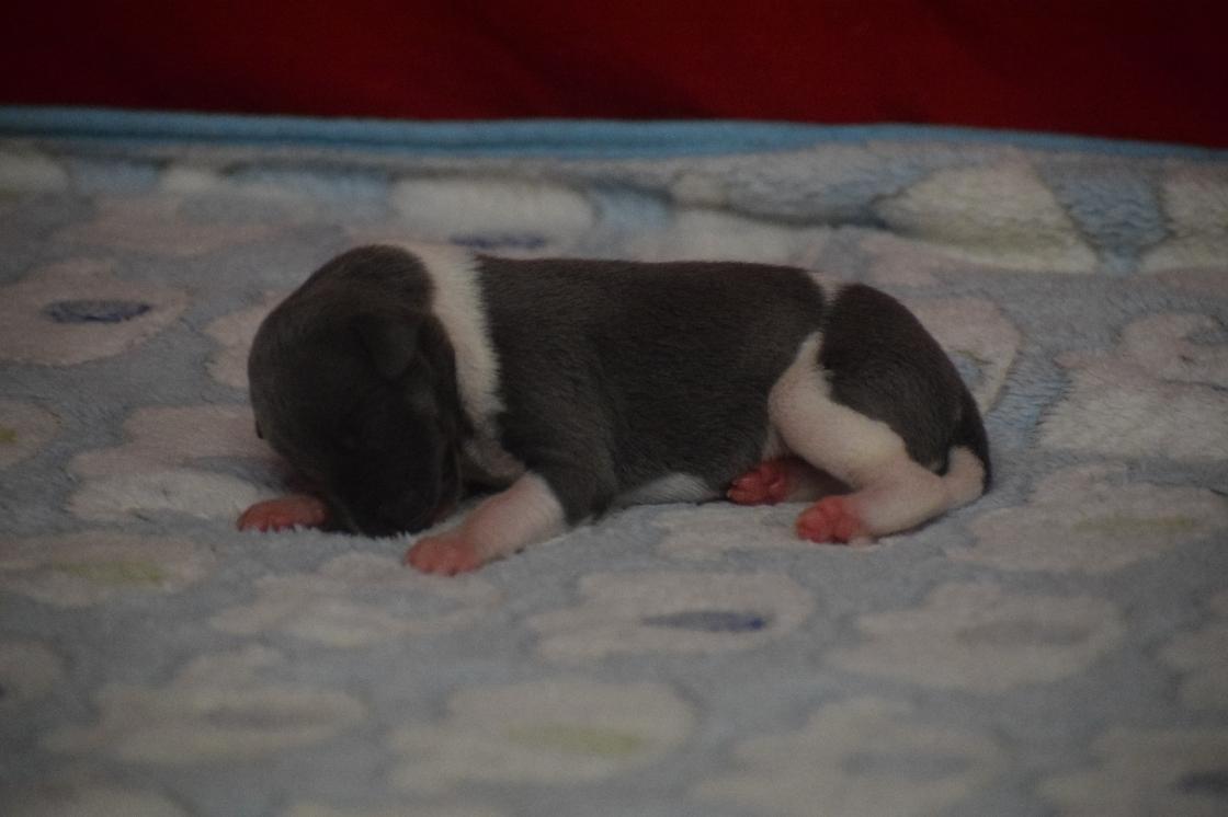 chiot disponible