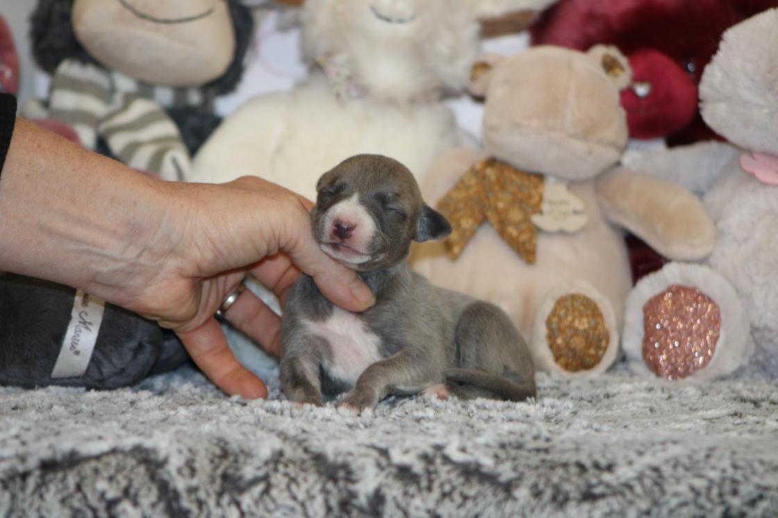 Chiot Whippet Disponible
