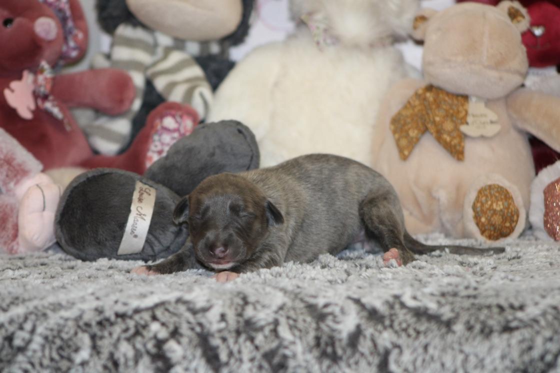 Chiot Whippet Disponible