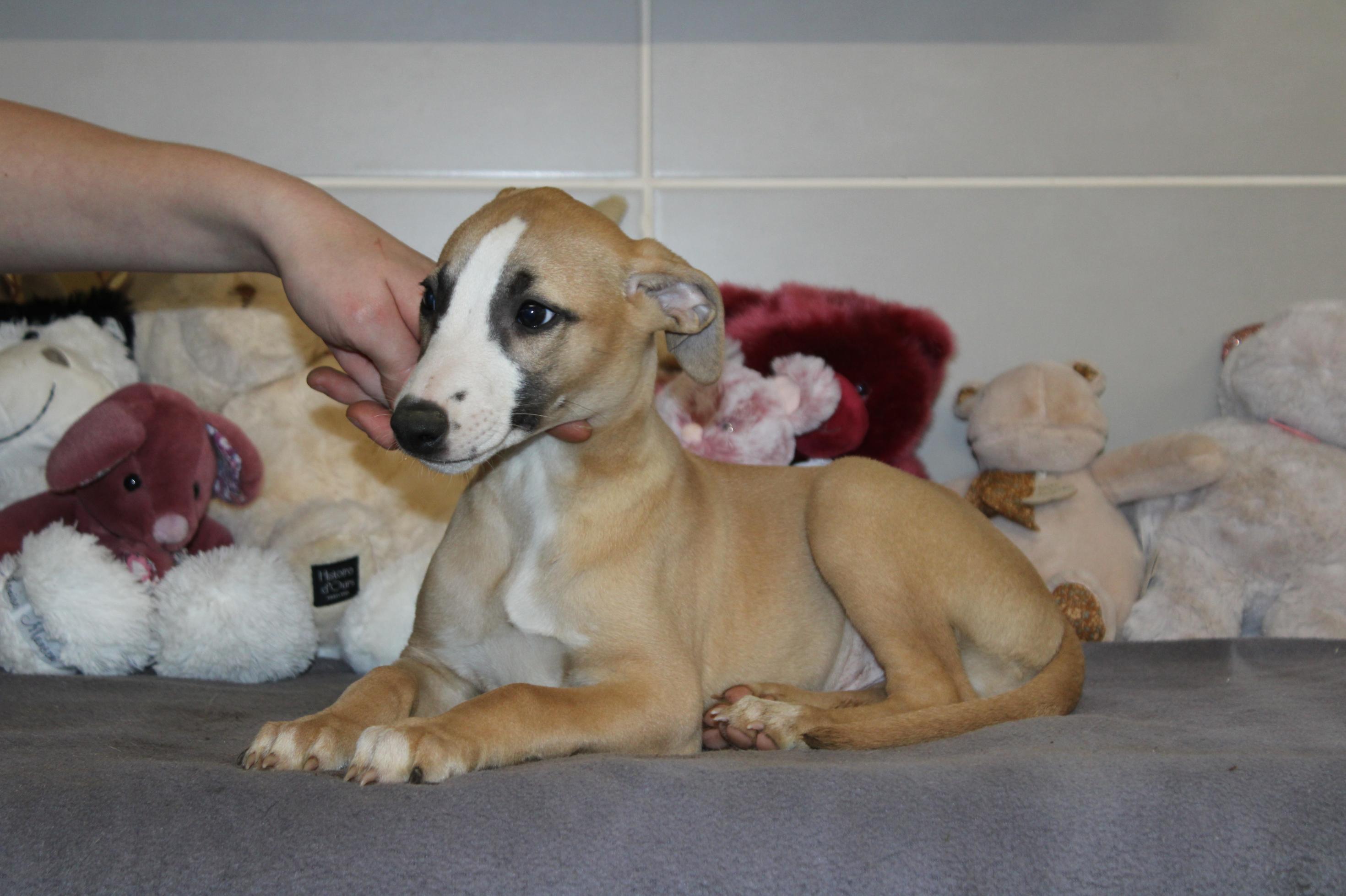 Chiot Whippet Disponible