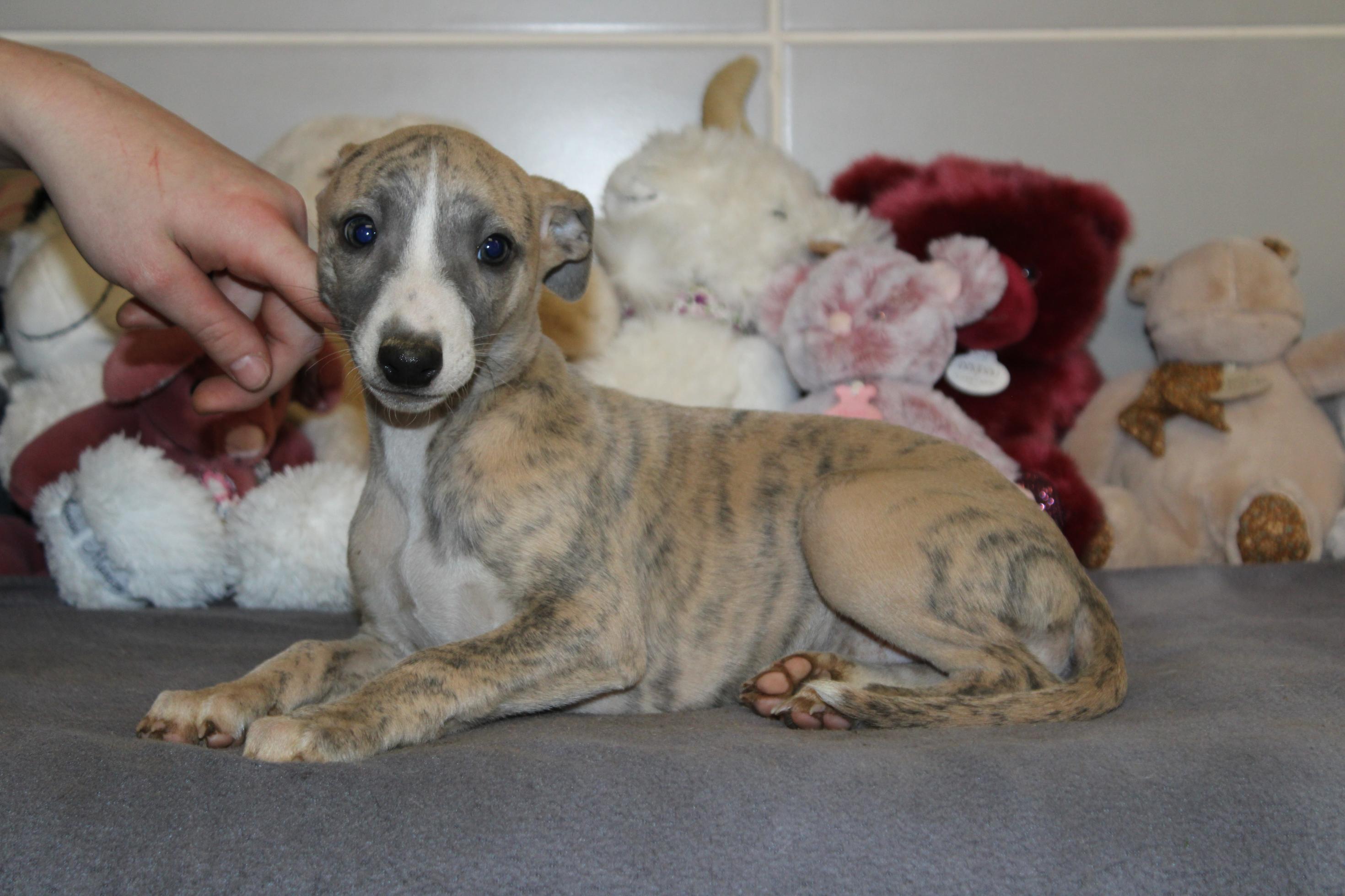 Chiot Whippet Disponible