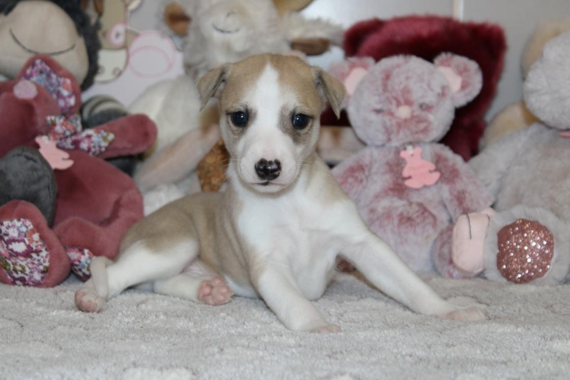 Chiot Whippet Disponible