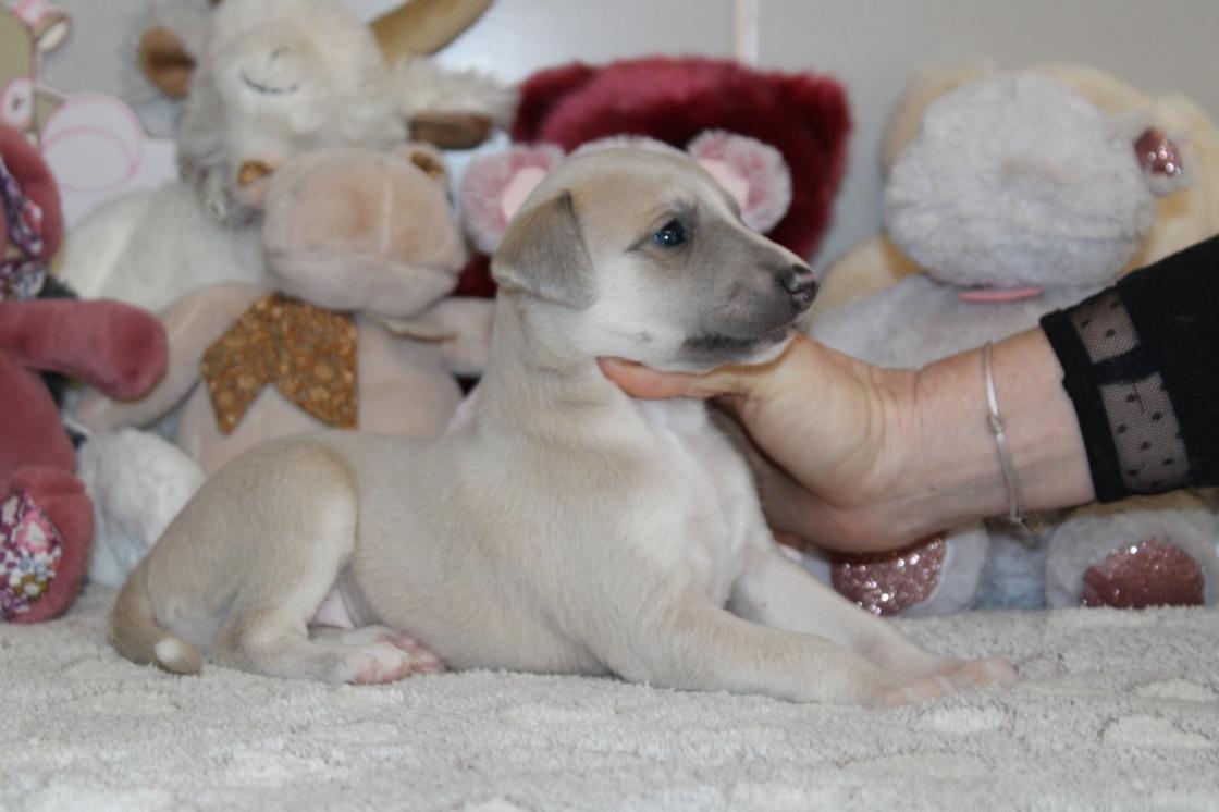 Chiot Whippet Disponible
