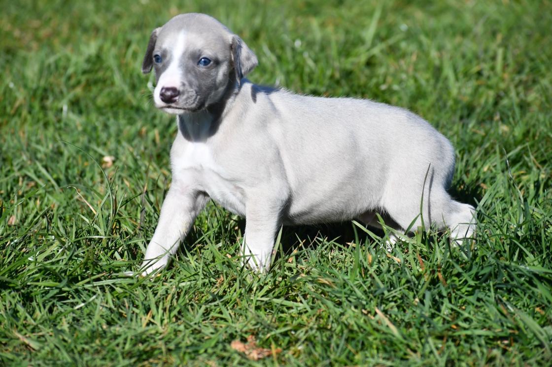 Chiot Whippet Disponible