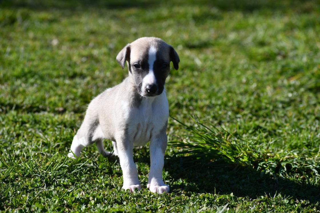 Chiot Whippet Disponible