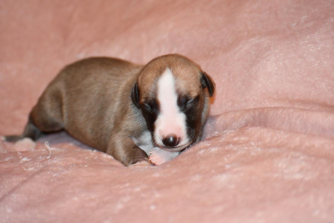 chiot disponible