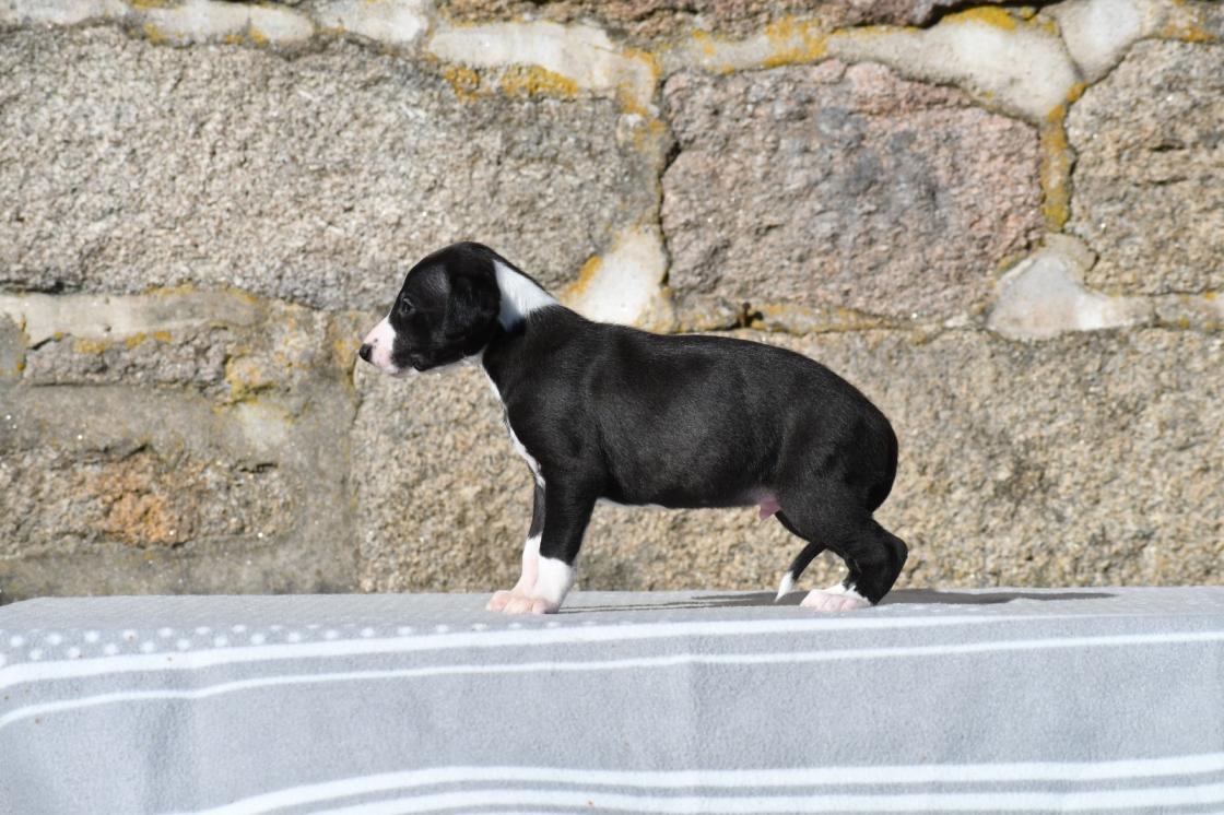chiot disponible
