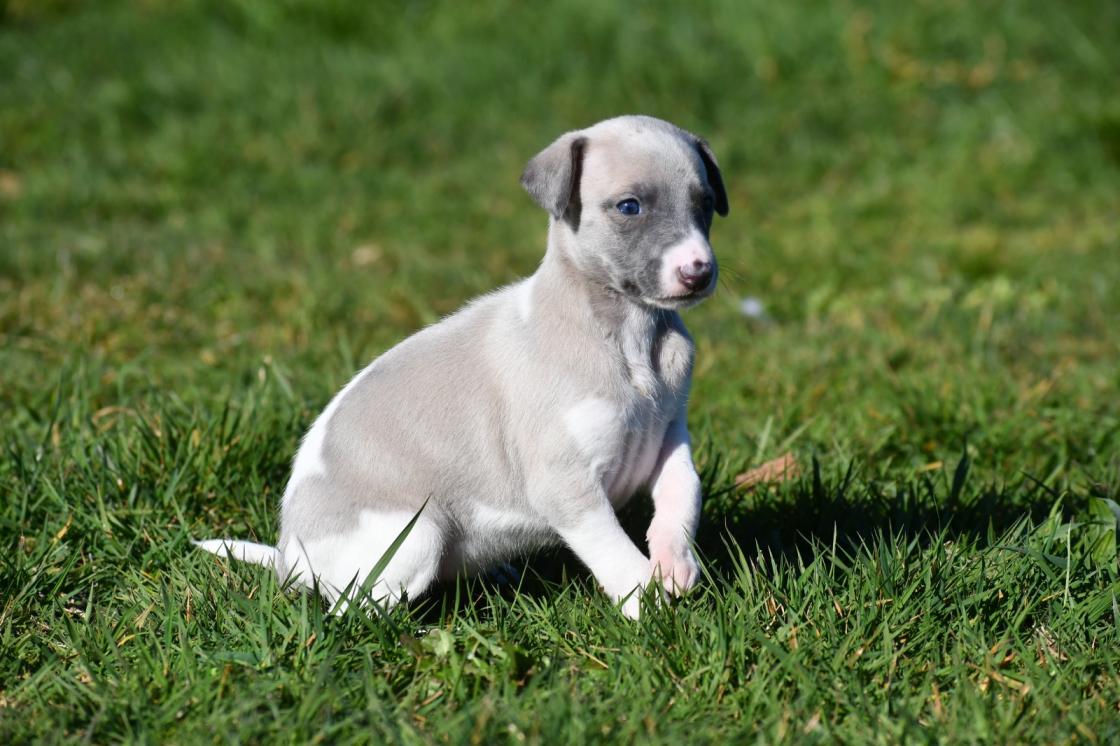 Chiot Whippet Disponible
