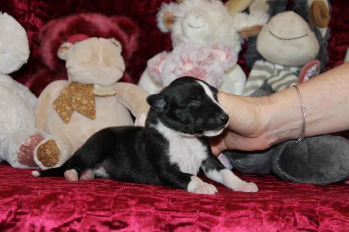 Chiot Whippet Disponible