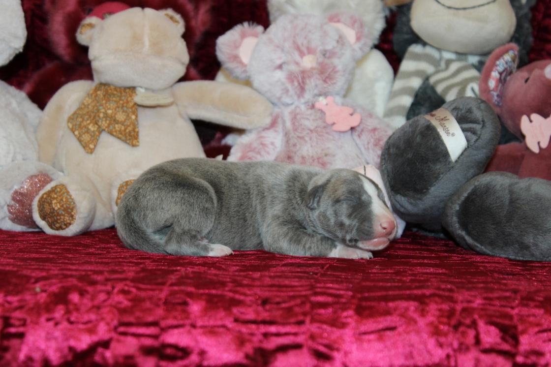 Chiot Whippet Disponible