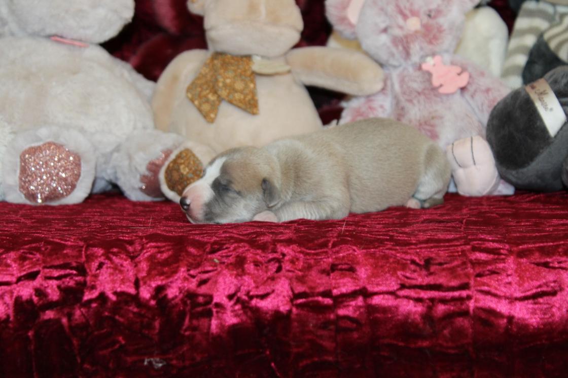 Chiot Whippet Disponible